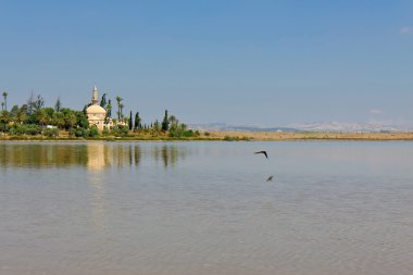 hala sultan tekke Kıbrıs
