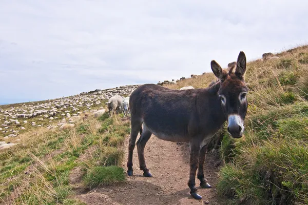 Burro. — Foto de Stock