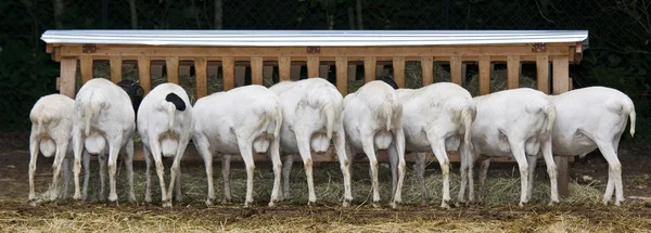 Kozy mają kolacji — Zdjęcie stockowe