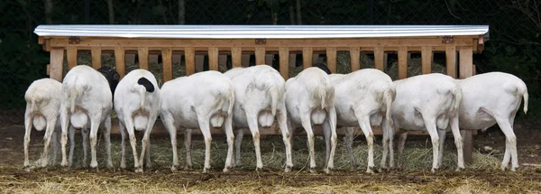 Goats have dinner