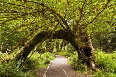 Moss covered trees in hoh rainforest, olympic national park, pacific northwest clipart