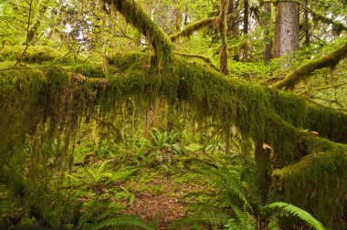 yosun kaplı ağaçlar hoh yağmur ormanları, olimpik Milli Parkı, Kuzeybatı Pasifik