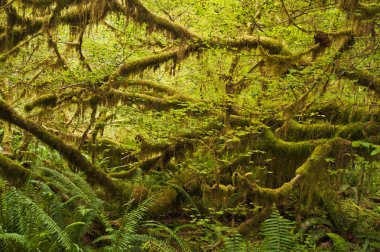 yağmur ormanı olimpik Milli Parkı