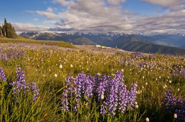 Kasırga ridge, olimpik milli park, washington, ABD