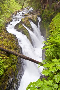 sol duc şelale olimpik Milli Parkı