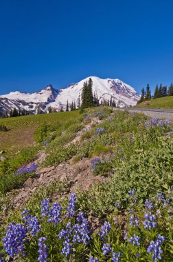 mt rainer ön planda kır çiçekleri ile