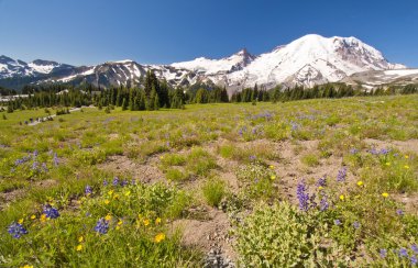 güzel mount rainier ile kır çiçekleri ön planda