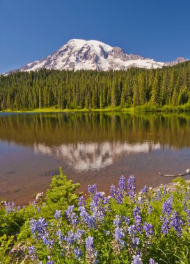 mt rainier yansıma göl güzel yansıması