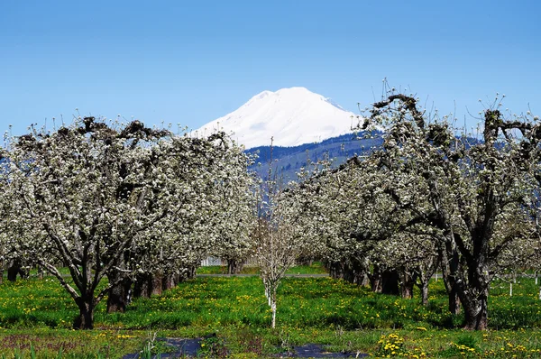 Een weergave van boomgaarden en berg in hood river — Stockfoto