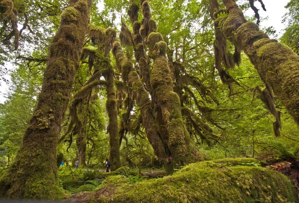 Moss covered trees in hoh rainforest, olympic national park, pacific northwest — Stock Photo, Image