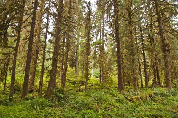 Rain Forest at Olympic National Park — Stock Photo, Image