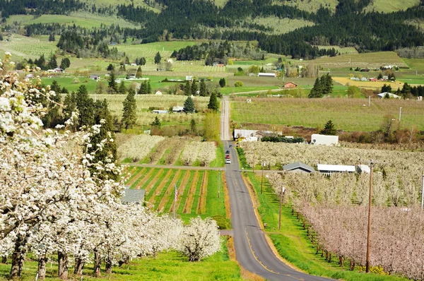 Θέα στην κοιλάδα σε hood river — Φωτογραφία Αρχείου