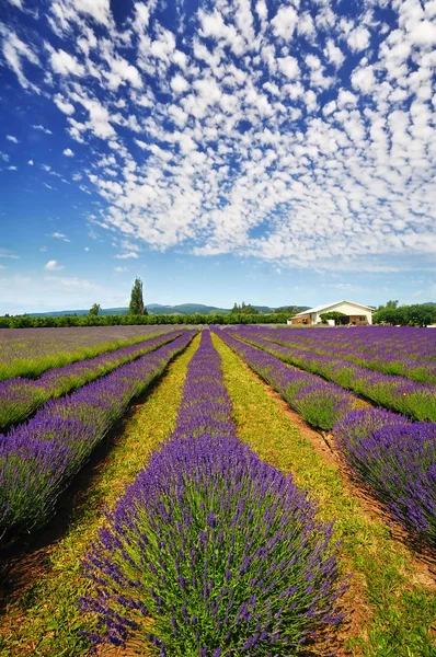 The Lavender Valley of Oregon — Stock Photo, Image