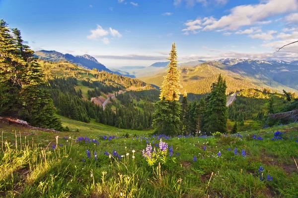 Hurricane ridge, parco nazionale di olympic, washington, usa — Foto Stock