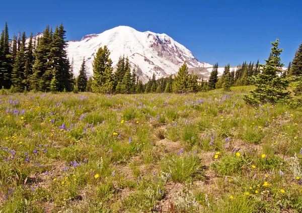 Mt rainier v sunrise návštěvnické centrum — Stock fotografie