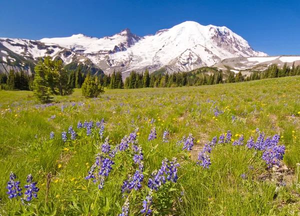 O MT Rainier no Centro de Visitantes Sunrise — Fotografia de Stock