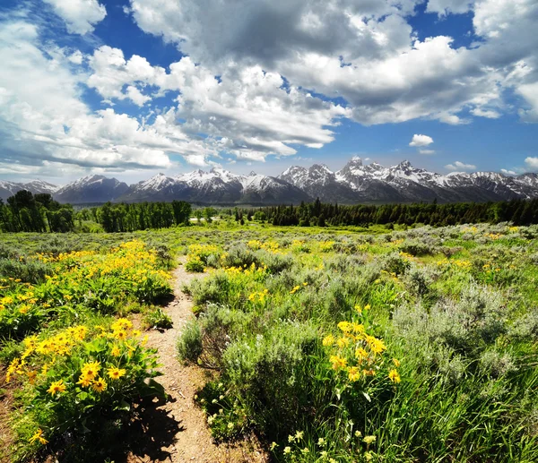 Žluté květy s grand tetons v pozadí — Stock fotografie