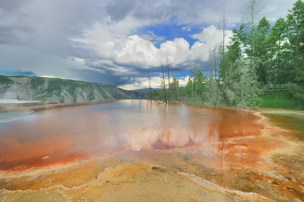 Une piscine bactérienne de Mammoth Hot Springs — Photo