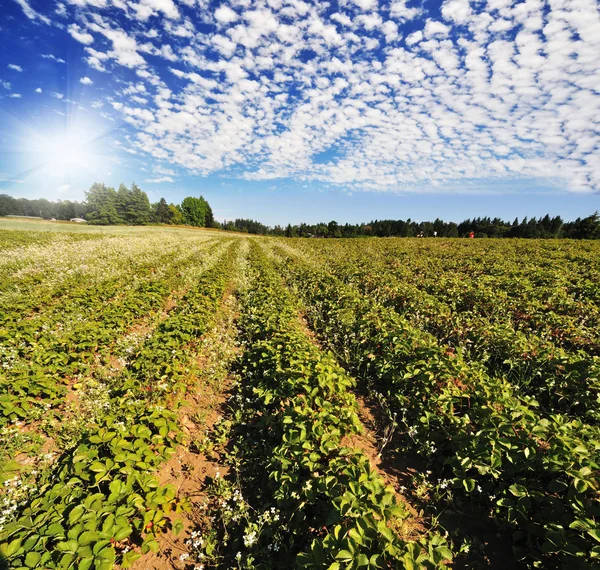 Um campo de fazenda na Ilha Sauvie — Fotografia de Stock