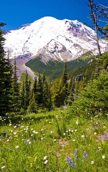 Η κοιλάδα του mt rainer με αγριολούλουδα σε πρώτο πλάνο — Φωτογραφία Αρχείου