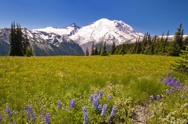 Mt rainier z pięknych kwiatów na pierwszym planie — Zdjęcie stockowe