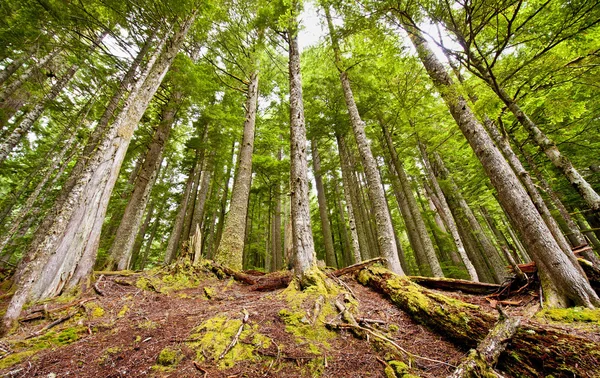 A forest in mount rainer — Stock Photo, Image