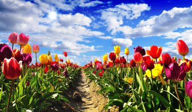 The Tulip Fields of Oregon clipart