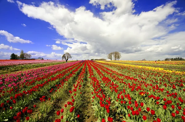 The beautiful Tulip Fields of Oregon — Stock Photo, Image