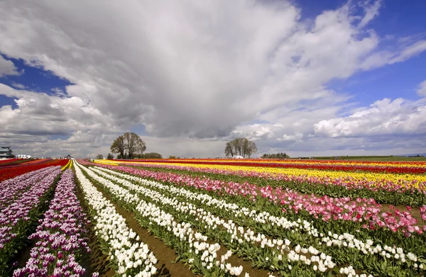 Τομείς tulip του Όρεγκον — Φωτογραφία Αρχείου