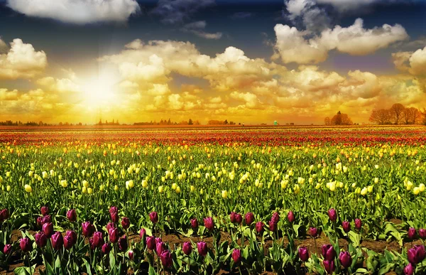 De tulp veld in oregon tijdens zonsondergang — Stockfoto