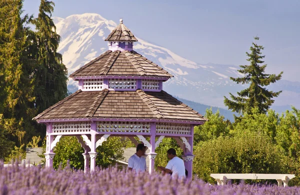 A beautiful lavender farm in hood river — Stock Photo, Image