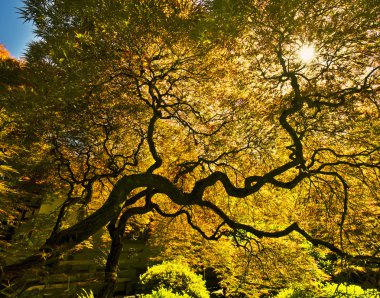 güneş ışığı ile güzel Japon akçaağaç
