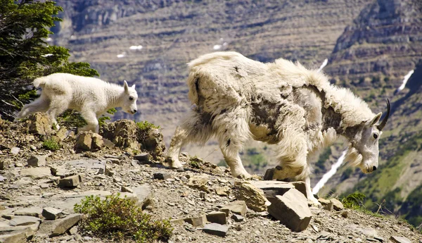 Cabra de montaña y el niño en el Parque Nacional Glaciar —  Fotos de Stock
