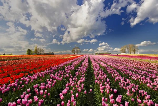 The beautiful Tulip Fields of Oregon — Stock Photo, Image