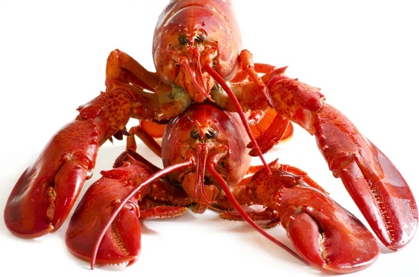 Casal de lagosta vermelha — Fotografia de Stock