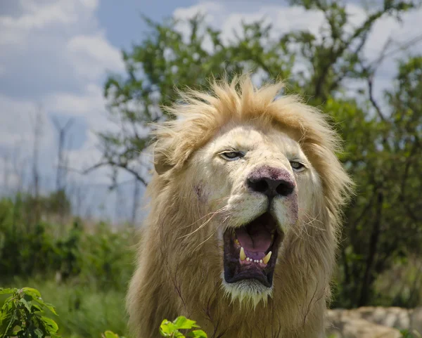Ein brüllender Löwe — Stockfoto