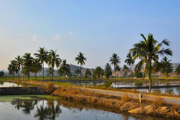 Rice fields and palm trees in the small tourist village Hampi, Karnataka, India, January 2020