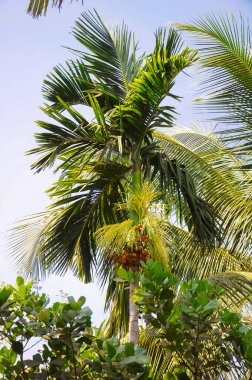 Gökyüzüne, Goa 'ya, Hindistan' a karşı uzun, gür palmiye ağaçları.