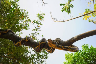 Bir yılan mumyası Goa, Hindistan 'da bir ağaç dalına dolanmış..