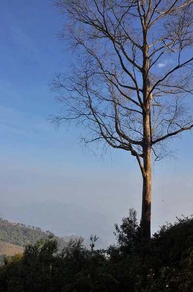 Ένα Ξηρό Δέντρο Ένα Βουνό Στην Πόλη Kodaikanal Tamil Nadu — Φωτογραφία Αρχείου
