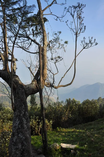 Παλιό Δέντρο Στα Βουνά Kodaikanal Tamil Nadu Ινδία — Φωτογραφία Αρχείου