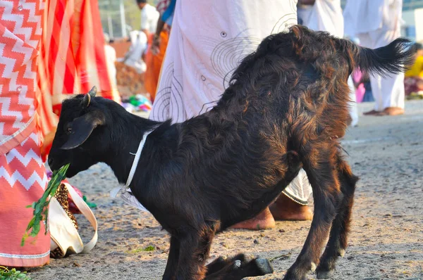 Black goat eats grass on the beach in Rameshwaram, Tamil Nadu, India