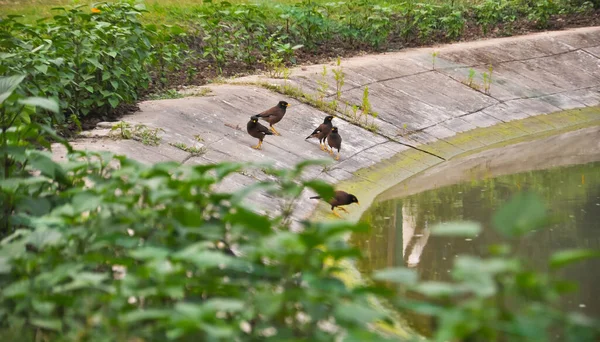 Schwarze Vögel Stehen Ufer Eines Sees Kalkutta Indien — Stockfoto