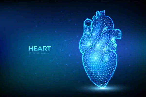 低多边形人类心脏 摘要线框解剖器官 心脏科医学 器官健康 生活保健 疾病概念 3D矢量图解 — 图库矢量图片