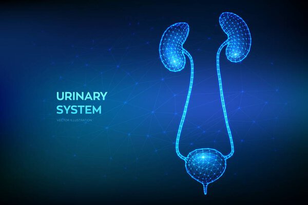 Urinary system. Kidneys and Bladder. Urinary Tract Infection treatment. Nephrology, Urology. Abstract Low polygonal wireframe organ for medical drugs, pharmacy education design. Vector illustration