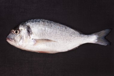 siyah arka plan üzerine izole çipura.