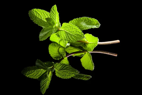 Menta isolata su nero . — Foto Stock