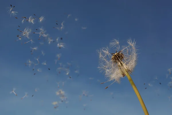 Semillas de diente de león en el aire. —  Fotos de Stock