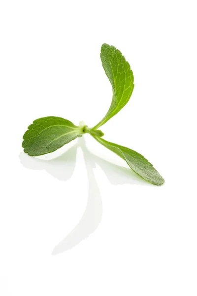 Stevia isolated. — Zdjęcie stockowe