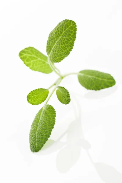 Salvia twig isolerad på vit. — Stockfoto